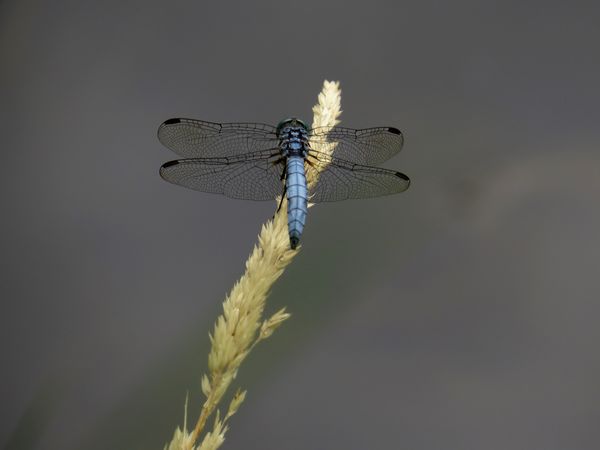 my first dragonfly-with age comes patience :)...