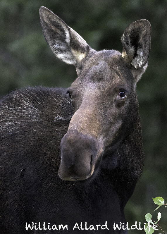 This mornings Moose! I got up early today and headed for the mountains ...