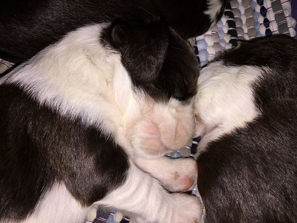 So have these little guys...two weeks old tomorrow...