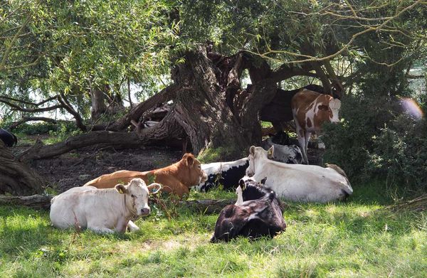 Cows chilling...