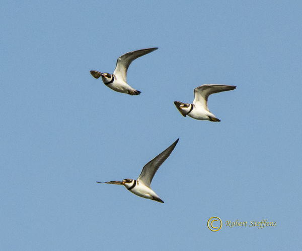 Semipalmated Plovers...
