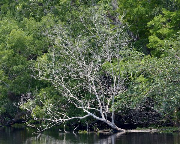 A skeleton tree at waters edge with a turtle compa...