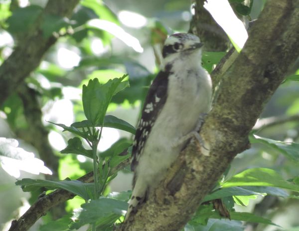 Downy Woodpecker (black spots under tail)...