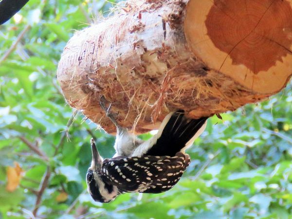 Hairy Woodpecker (no black spots)...