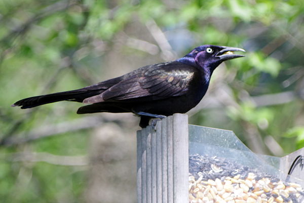Grackle taking corn from feeder re-purposed for th...