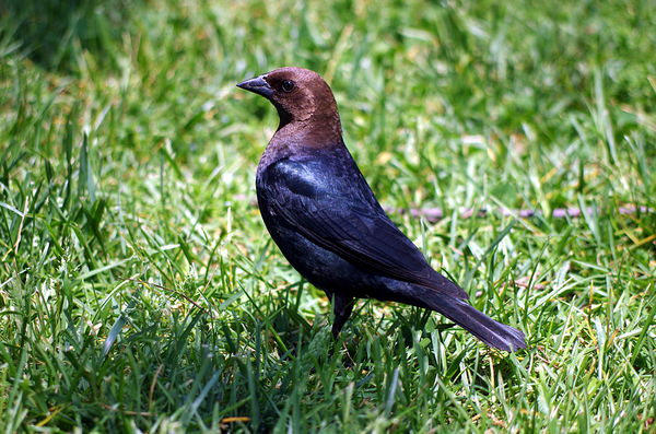 Cowbird at picnic area, Pt. Pelee National Park, O...