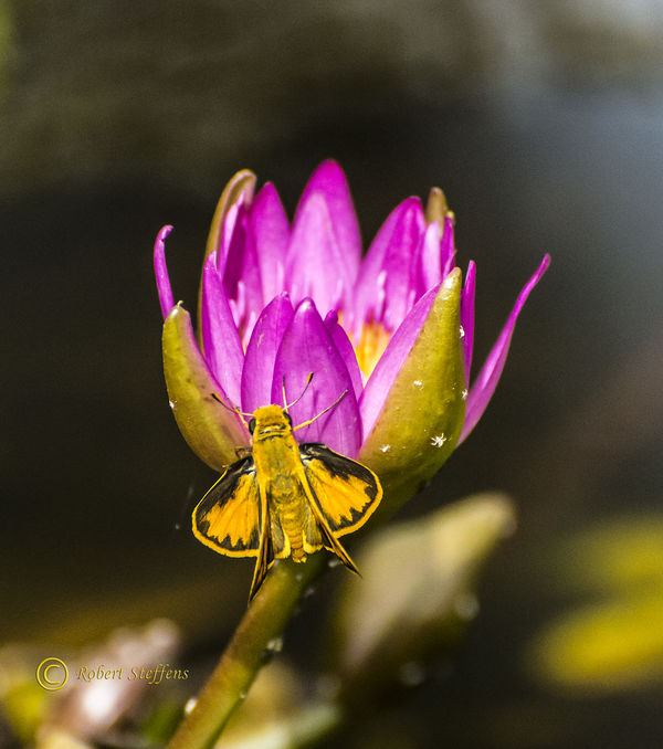 Water Lily and Skipper...