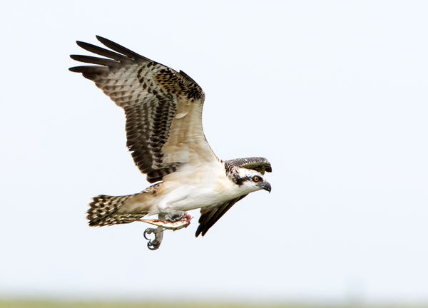 A juvenile Osprey flies around with his diner....