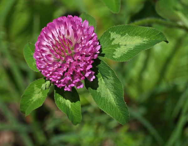 Red Clover...