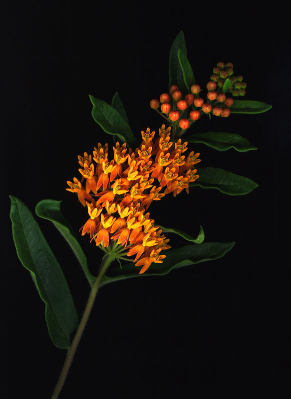 Butterfly Weed...