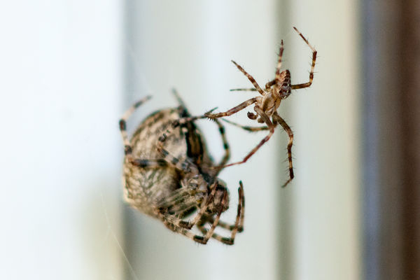 Female (big) and male cross orb weaver spiders....