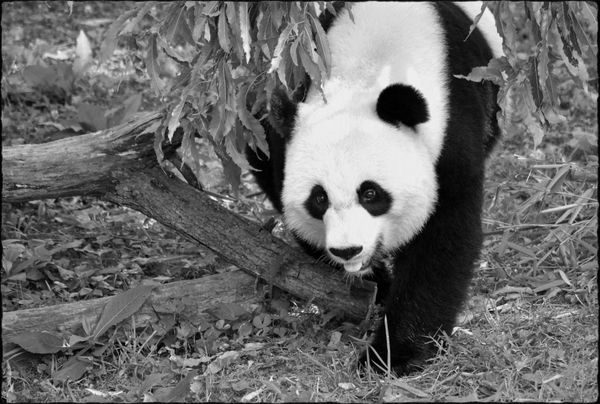 Bay Bao, born on my birthday. National Zoo panda...