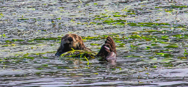 Otter in kelp forest...