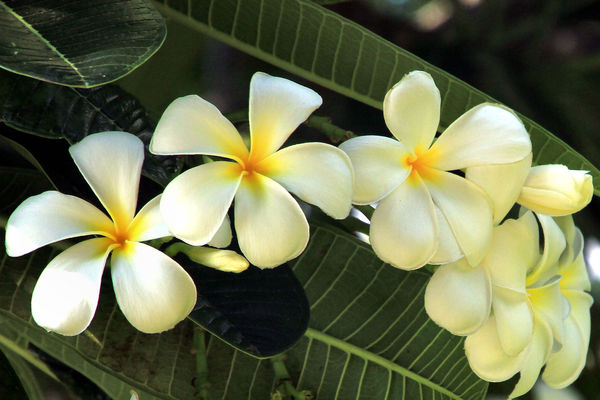 Plumeria - enjoyed for its scent and used in leis...
