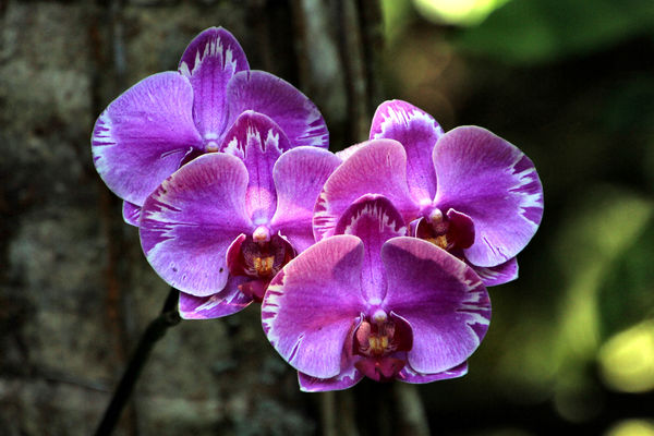 Phalaenopsis orchid...