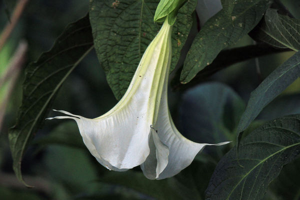 The elegant "Angel's Trumpet" from the yard...