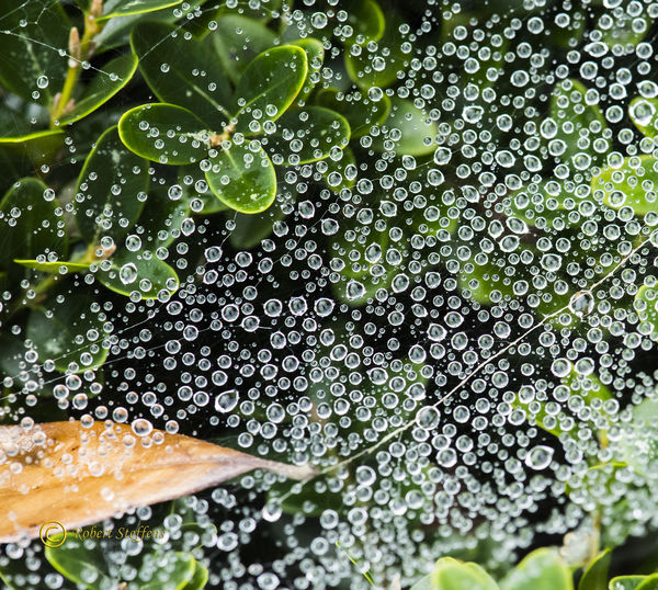 Spider web with rain drops...