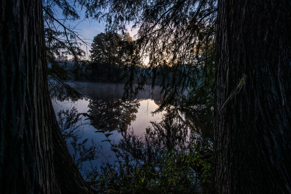 Reflections thru the Cypress at dawn...