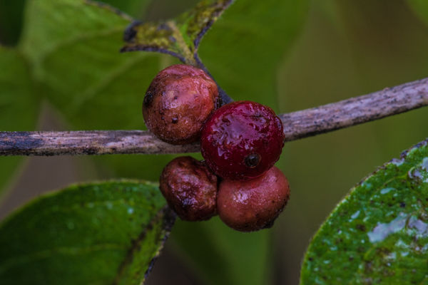 Invasive Honeysuckle berries...