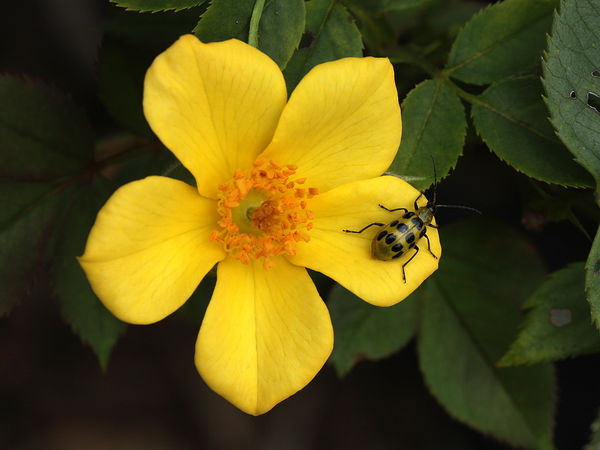 Spotted Cucumber Beetle posing on rose bloom...