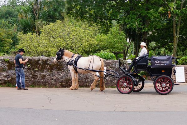 Take a ride in this Horse an carriage....