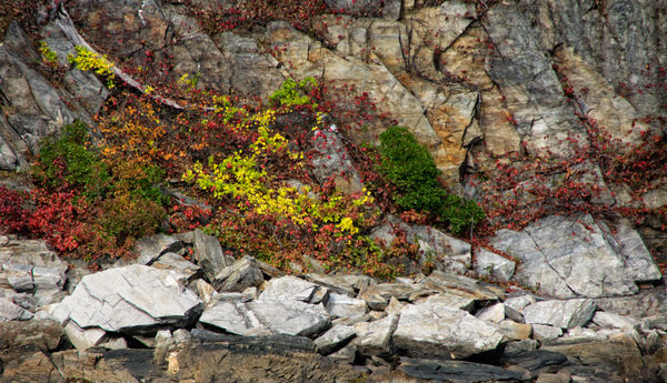 Fall clinging to the rocks...