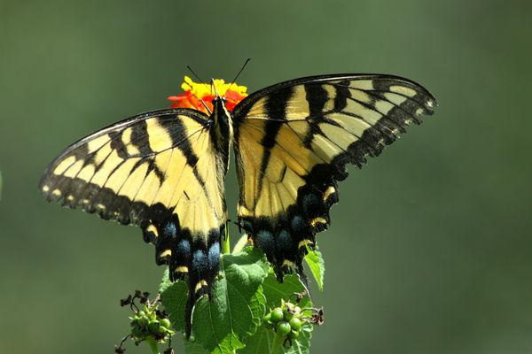 Tiger Swallowtail on Lantana...