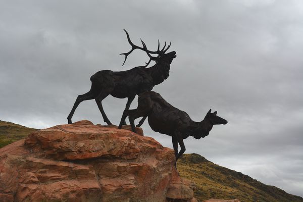 Life-size bronze elk statues marking the entrance ...