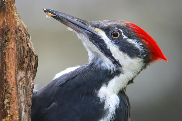 Male Pileated Woodpecker on suet log...