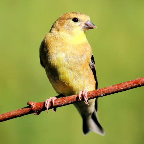 Female American Goldfinch awaiting her turn on fee...