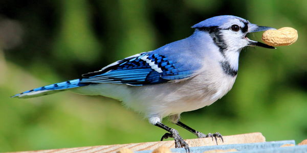 Blue Jay with his peanut...