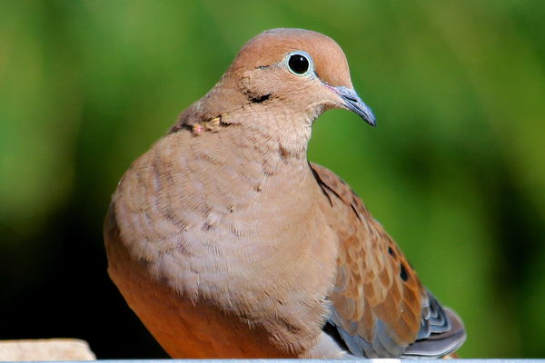 Mourning Dove, cleans up seed on the ground...