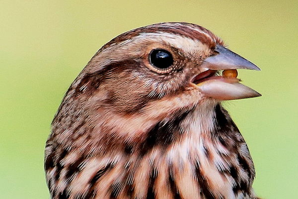 Song Sparrow whom hasn't left for the south yet,...