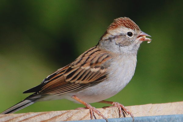 Chipping Sparrow, another late to leave for the so...