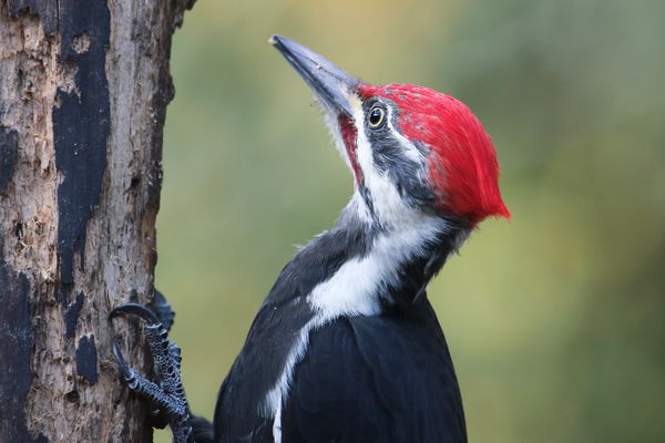 Another pic of a Male Pileated Woodpecker, my favo...