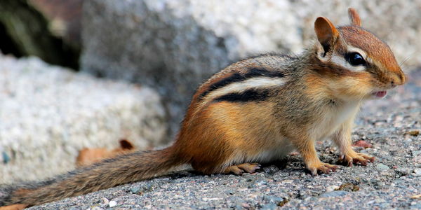 Chipmunk, while not a bird, a pleasure to have, cl...