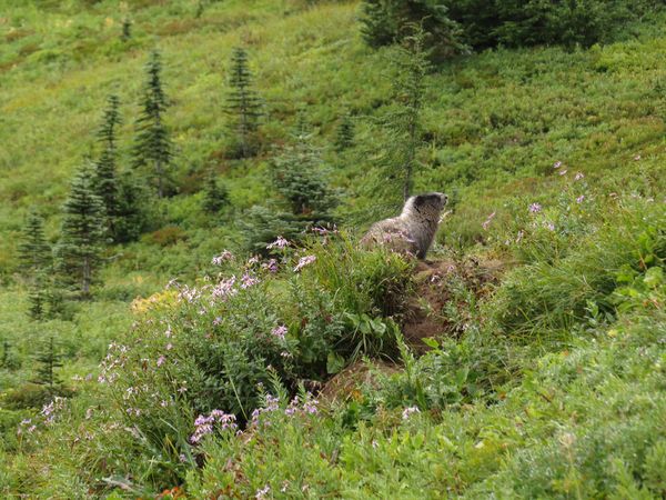 This marmot was on the mound right above the falls...