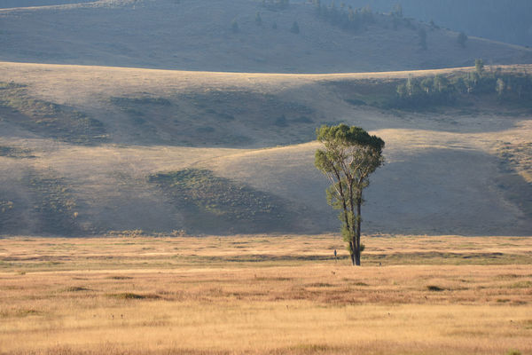 lonely tree in Elk Refuge...