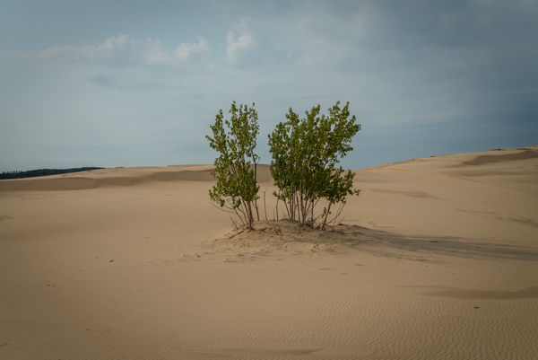 This tree is 50 to 75 feet tall. The dune has most...