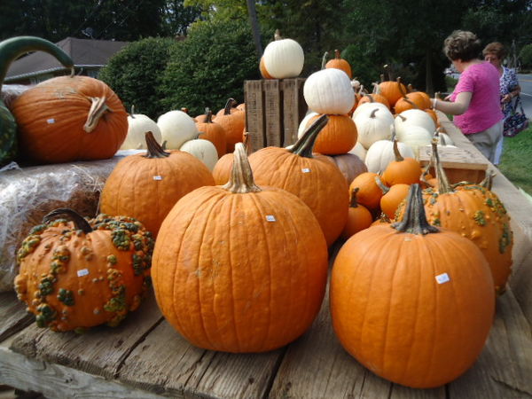 Many kinds of pumpkins...