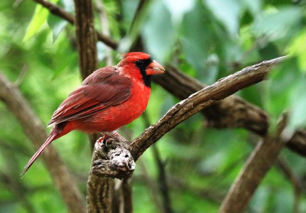 Red Bird (edited)...