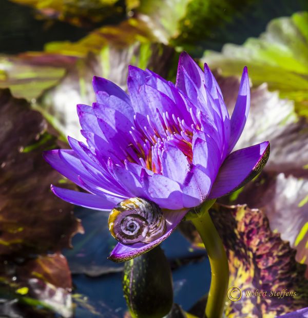 Water Lily and Snail...
