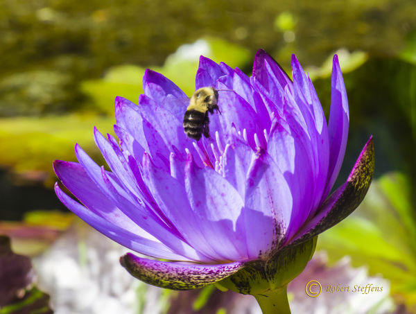 Water Lily and Bee...