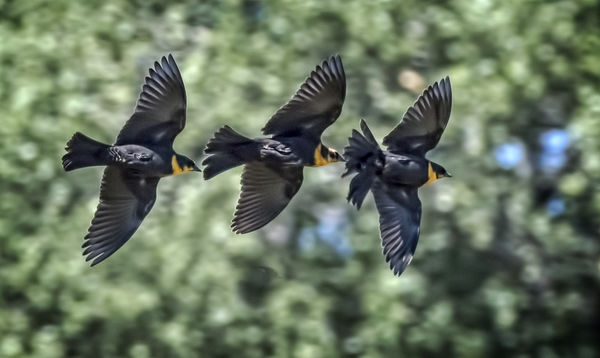 A small flight of Yellow Headed Blackbirds...