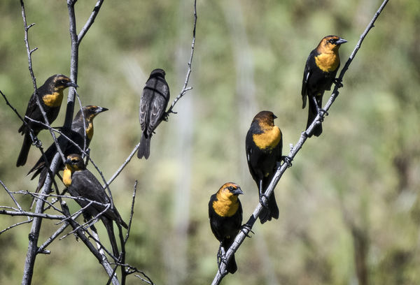 More Yellow Headed Blackbirds...