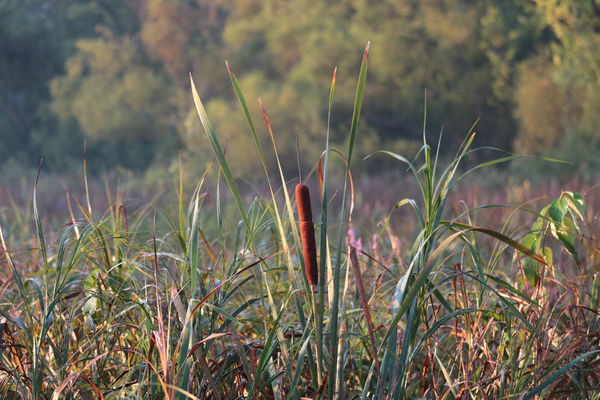 Cat Tail in the Reeds...