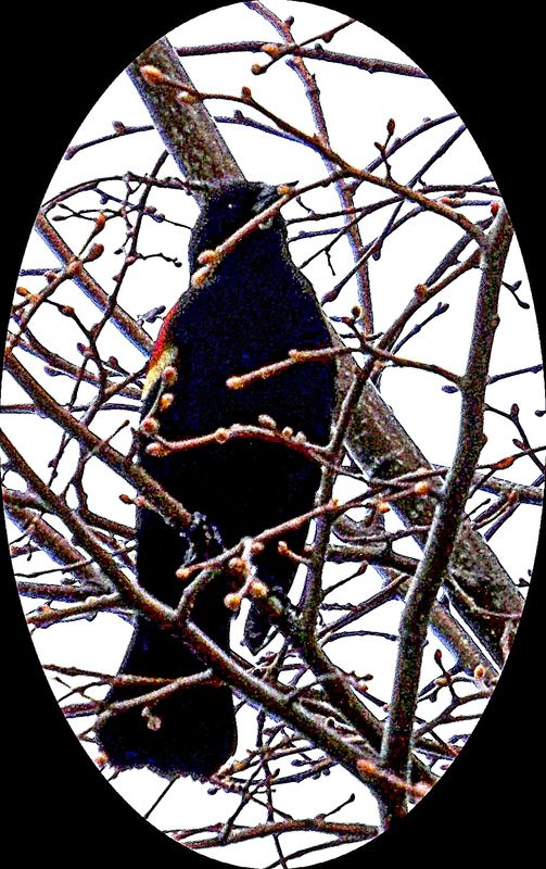 Red wing blackbird in Lakewood pk earlier in the y...