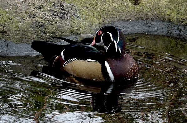 Wood duck at the zoo...