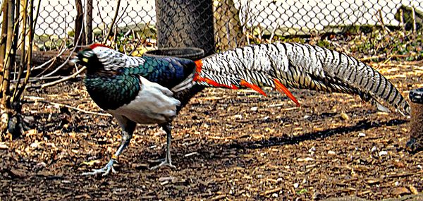 Lady Amherst pheasant at zoo...