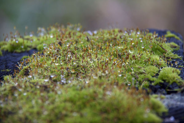 Tiny Forest...